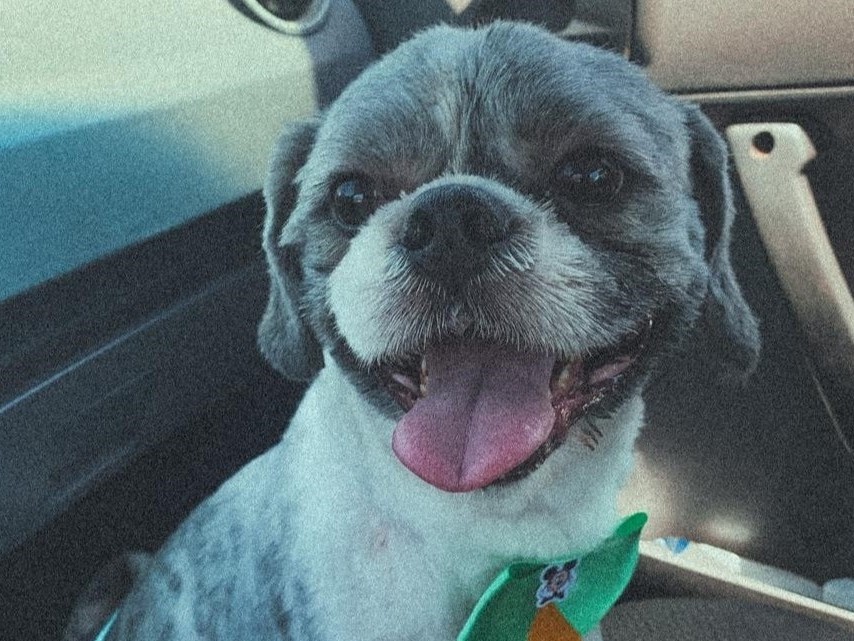 Meu cachorro Nick