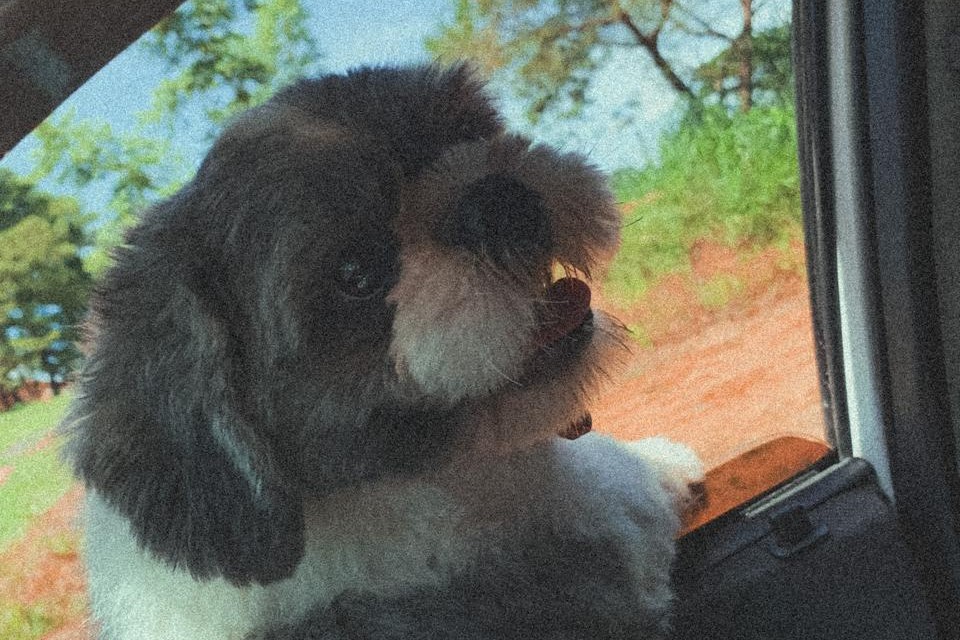 Nick de novo